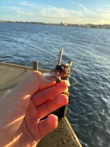 オオモンハタの釣果