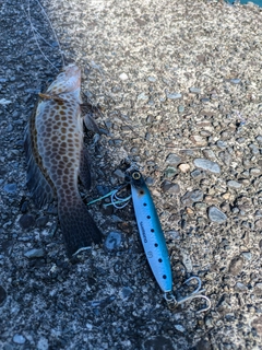 オオモンハタの釣果