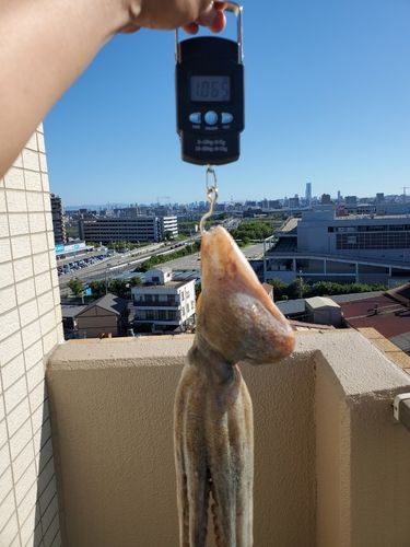 マダコの釣果