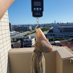 マダコ