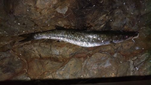 カマスの釣果