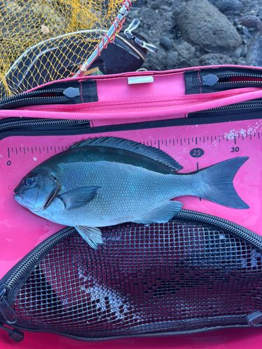オナガグレの釣果