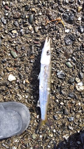 カマスの釣果