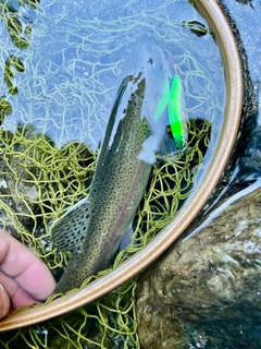 ニジマスの釣果