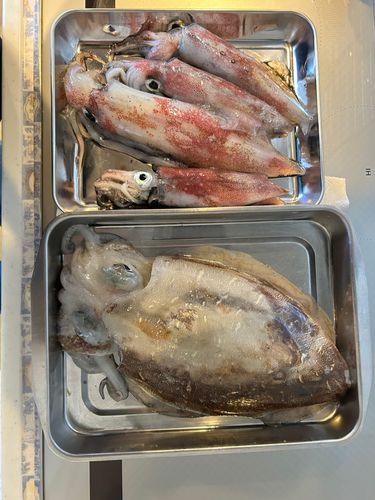 ケンサキイカの釣果