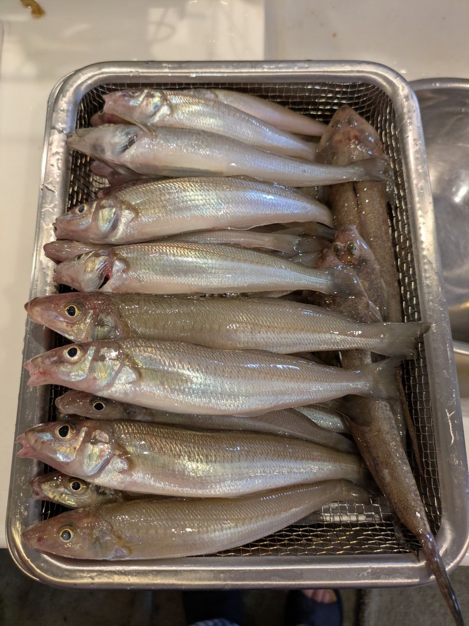 おむすびさんさんの釣果 1枚目の画像