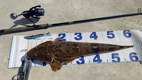 マゴチの釣果