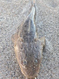 コチの釣果