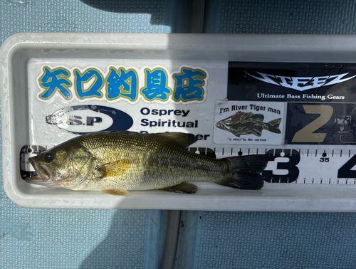 ブラックバスの釣果