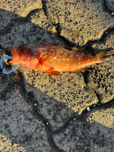 キジハタの釣果