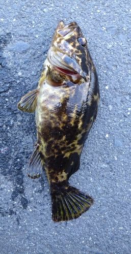 タケノコメバルの釣果