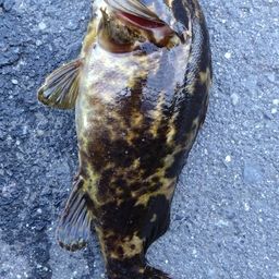 タケノコメバル