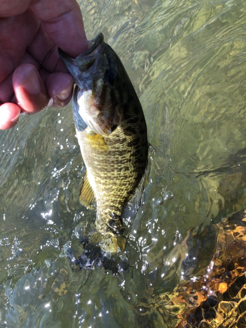 スモールマウスバス