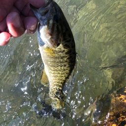 スモールマウスバス