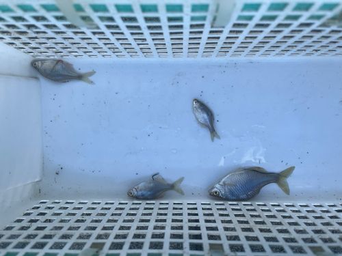 タナゴの釣果