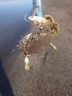 ヒラツメガニの釣果
