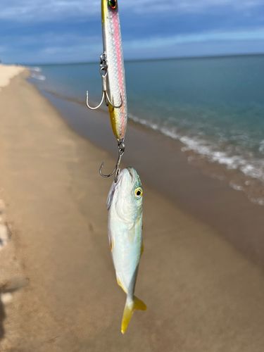 ハマチの釣果