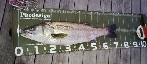 マルスズキの釣果