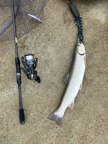 アメマスの釣果