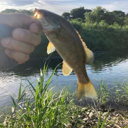 スモールマウスバス