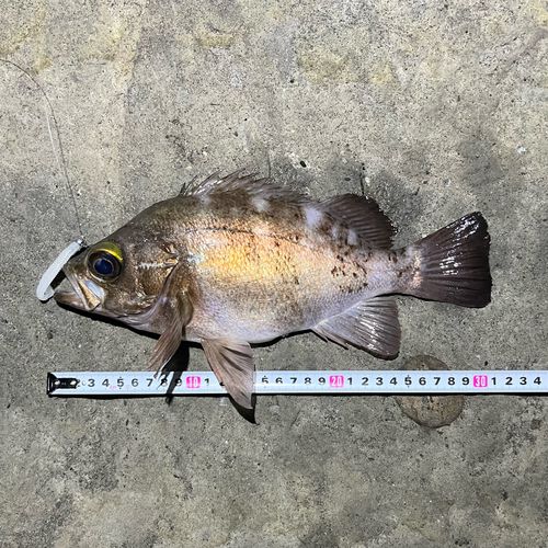 メバルの釣果