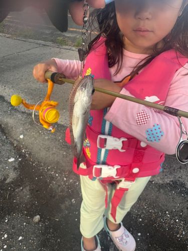 セイゴ（ヒラスズキ）の釣果