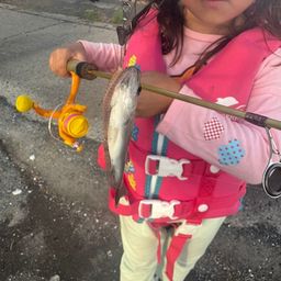 セイゴ（ヒラスズキ）