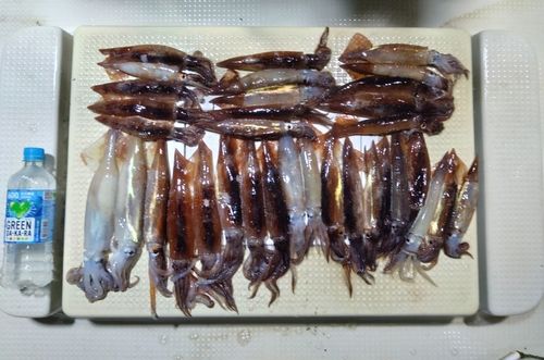 イカの釣果