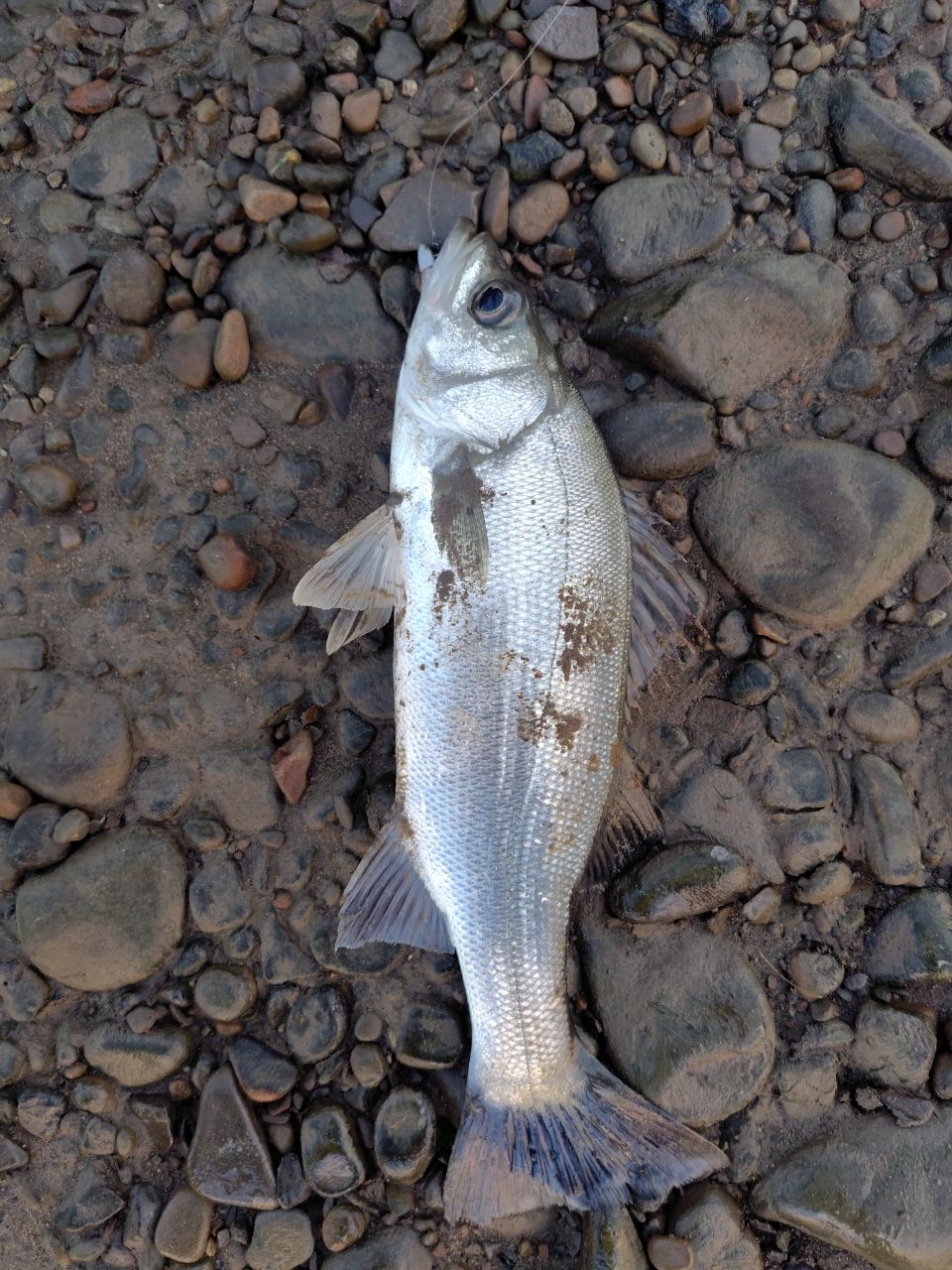 セイゴ（ヒラスズキ）