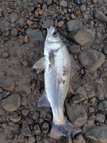 セイゴ（ヒラスズキ）の釣果