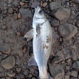 セイゴ（ヒラスズキ）