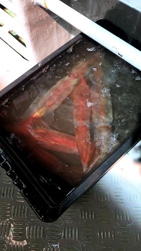 ヤリイカの釣果
