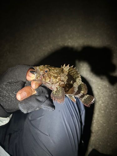 ムラソイの釣果