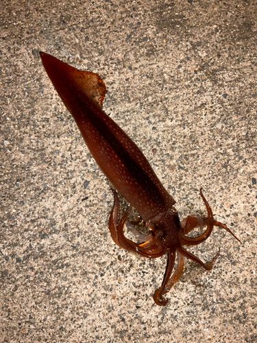 スルメイカの釣果