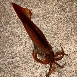 スルメイカ