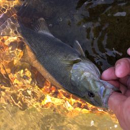 スモールマウスバス