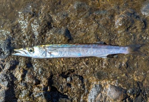 アカカマスの釣果