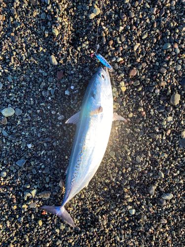 マルソウダの釣果