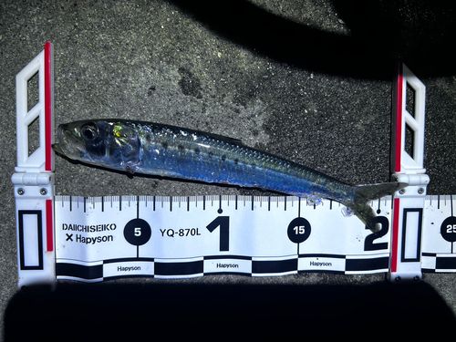 マイワシの釣果