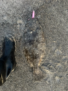 ヒラメの釣果