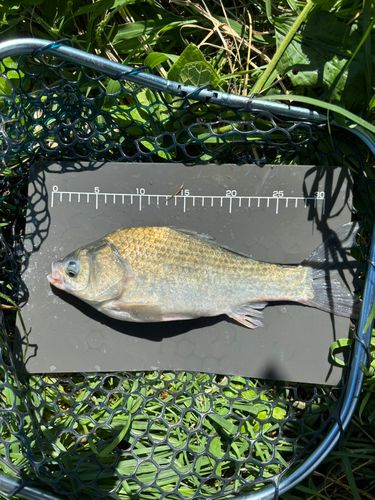 ヘラブナの釣果