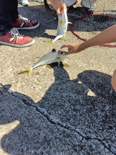 ギマの釣果