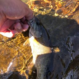 スモールマウスバス