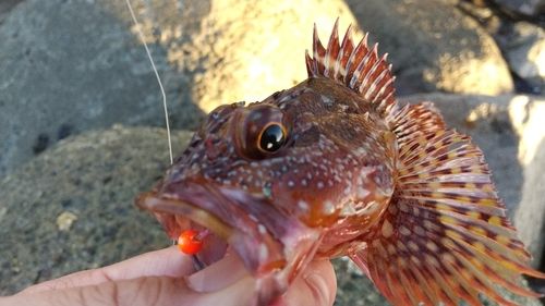 カサゴの釣果