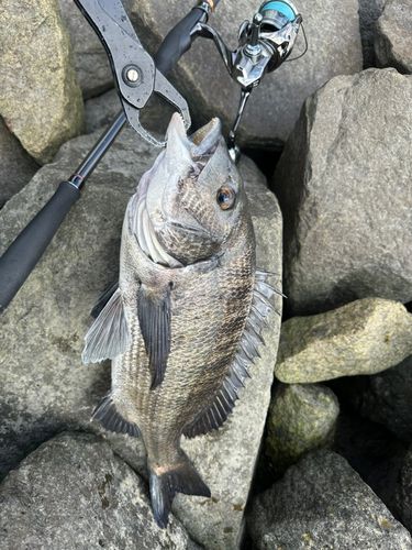 クロダイの釣果