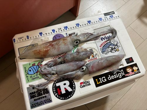 マルイカの釣果