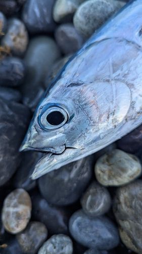 ソウダガツオの釣果