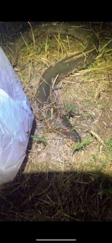 ニホンウナギの釣果