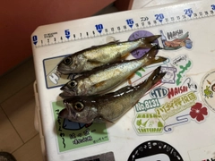 ムツの釣果