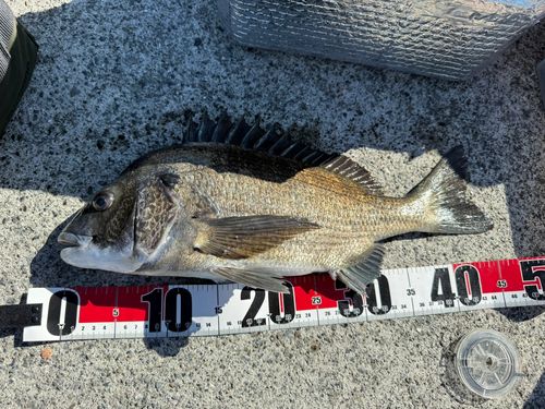 クロダイの釣果